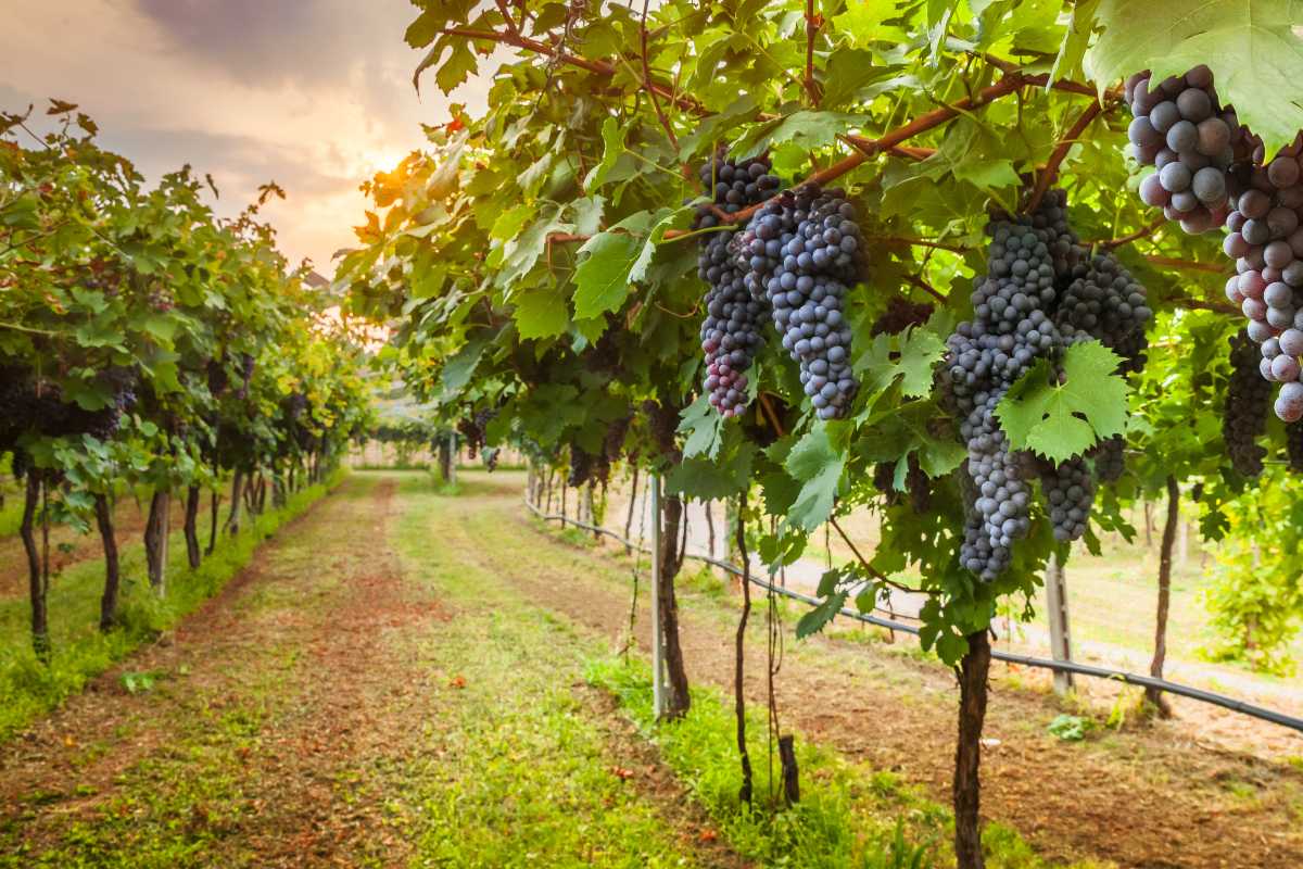 How to Start Your Own Winery Business Guide to Wine Brand